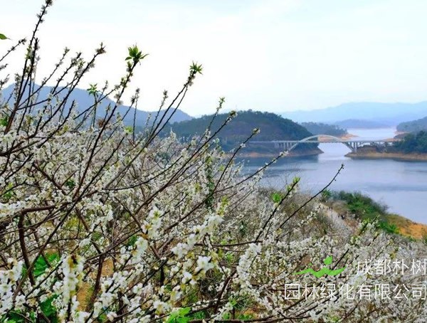 梅树的形态有哪些特征？