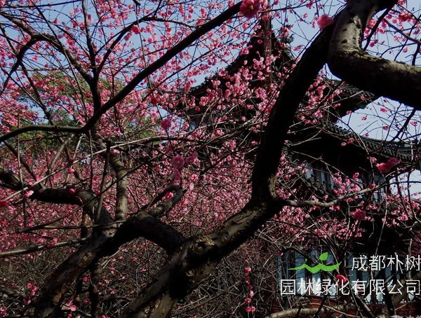 为什么梅树开花的时候是没有叶子？