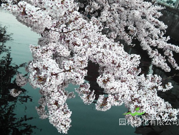 梅树的修剪有哪些基本方法？