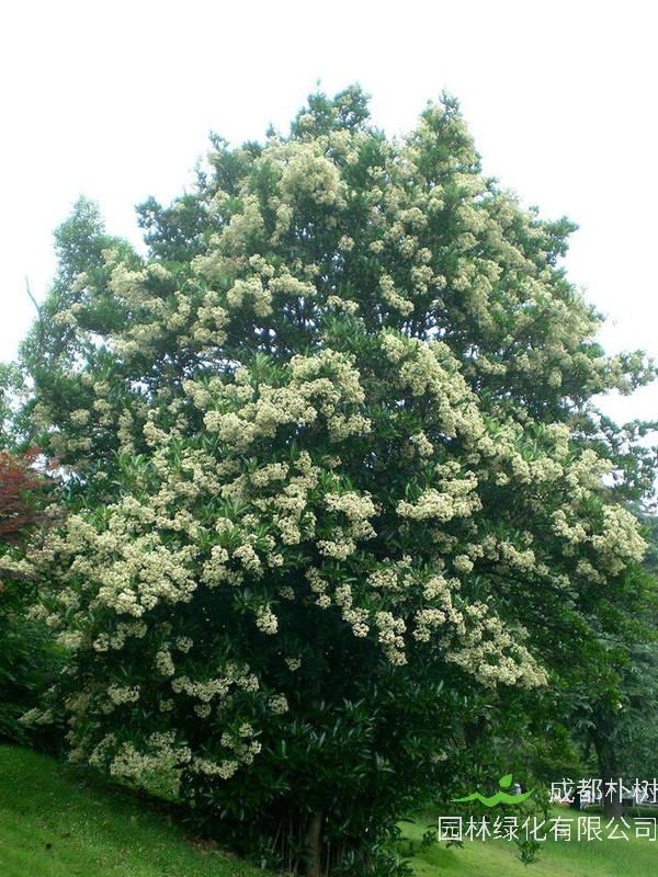 日本珊瑚树价格-图片-形态特征-产地环境以及主要价值