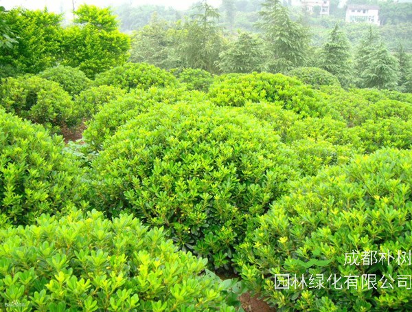 日本珊瑚树价格-图片-形态特征-产地环境以及主要价值