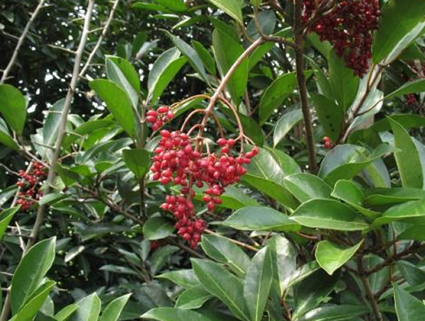 日本珊瑚树的中国产地在哪儿？