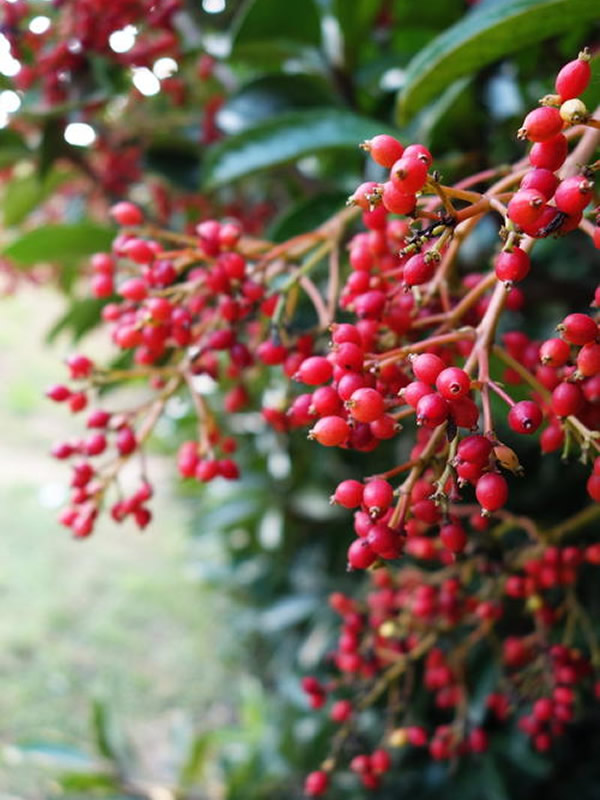 日本珊瑚树的生境概况是怎样的？