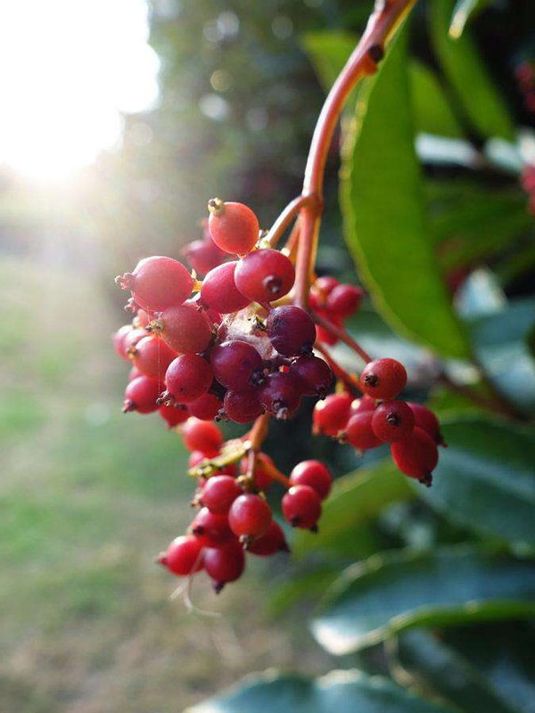 日本珊瑚树为什么可以做防火树？