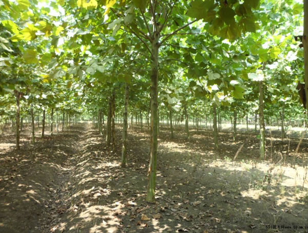 三球悬铃木分布在中国哪些地方？