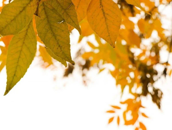 三球悬铃木具有哪些观赏价值？