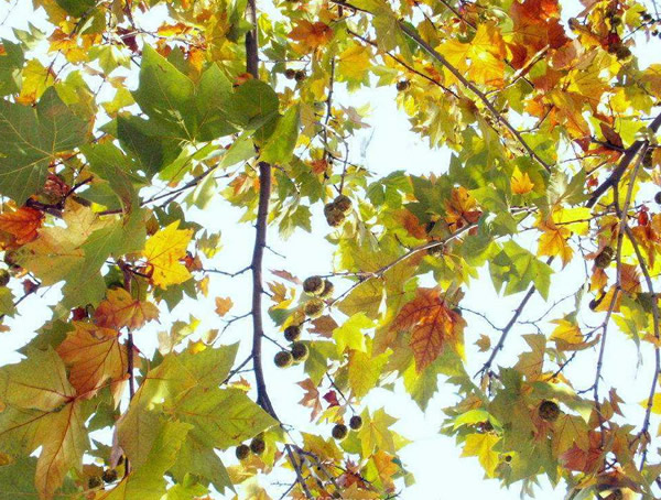 三球悬铃木的形态有哪些特征？