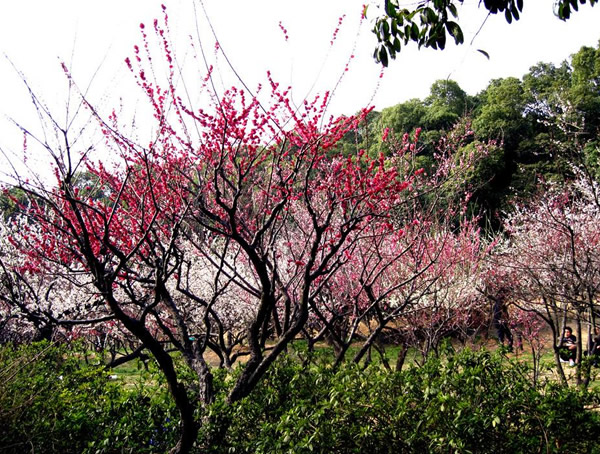 梅树有哪些品种？