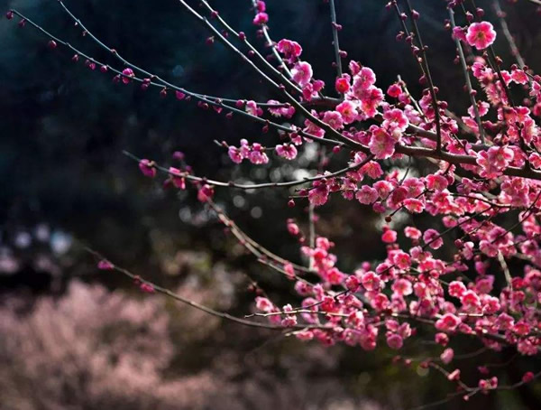 梅树和李树两种树如何区别？