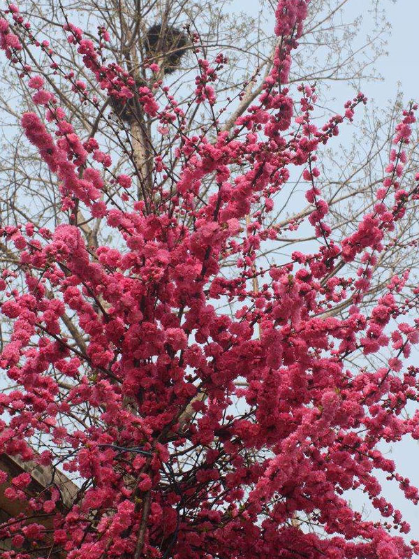 梅树是怎样开花的？