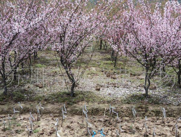 梅树生长特性有哪些？