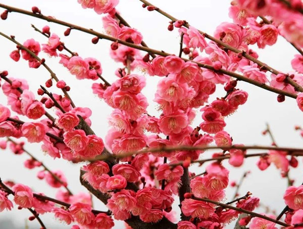 梅树在古代叫什么名字？