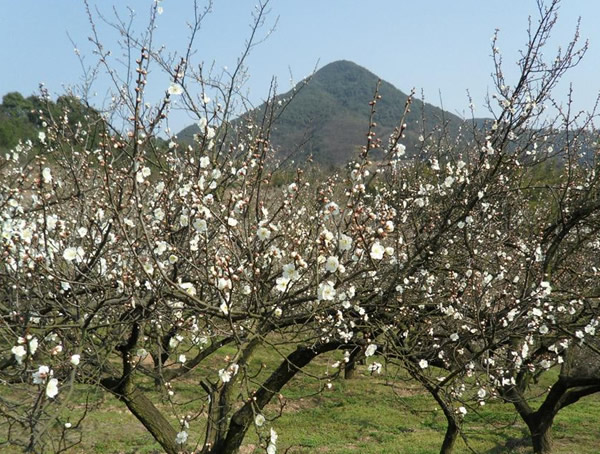 梅树如何施肥？