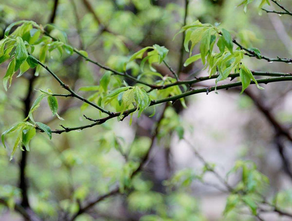 梅树有哪些主要树形？