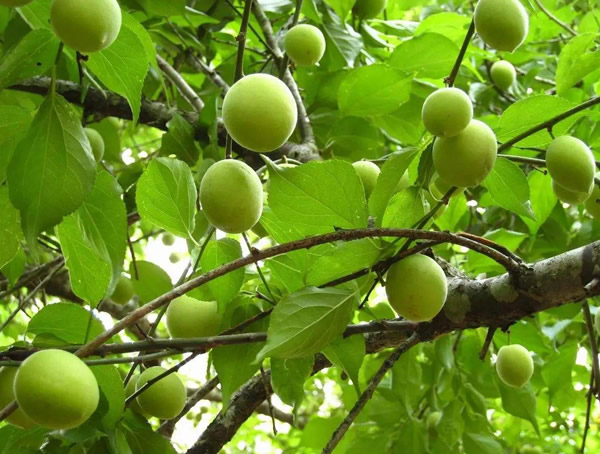 梅树的果实是怎样的？