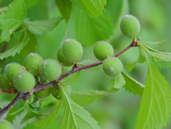 梅树有没有结果子？