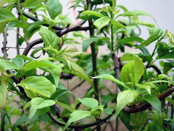 梅树要怎样扦插繁殖？