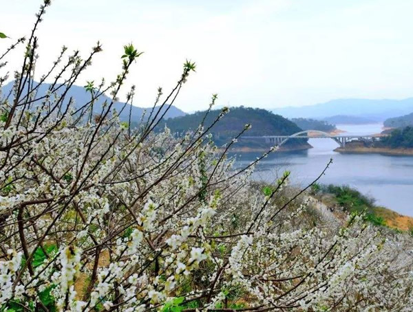 梅树的形态有哪些特征？