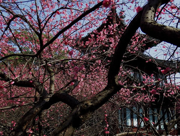 为什么梅树开花的时候是没有叶子？