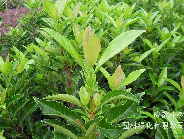 日本珊瑚树价格-图片-形态特征-产地环境以及主要价值