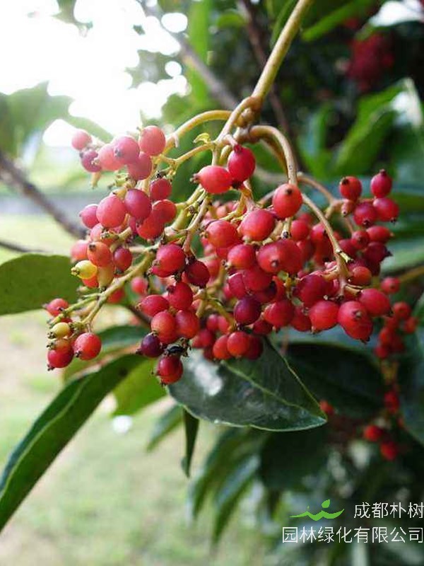 日本珊瑚树繁殖方法以及栽培技术介绍