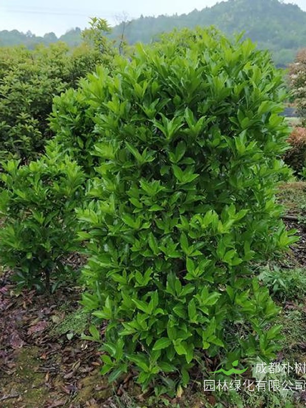 日本珊瑚树繁殖方法以及栽培技术介绍