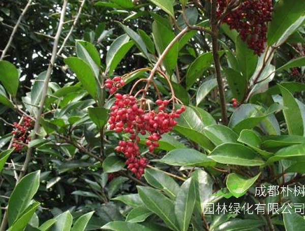 日本珊瑚树的中国产地在哪儿？