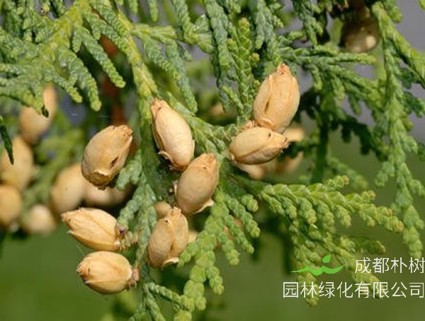 圆柏和侧柏的区别有哪些？