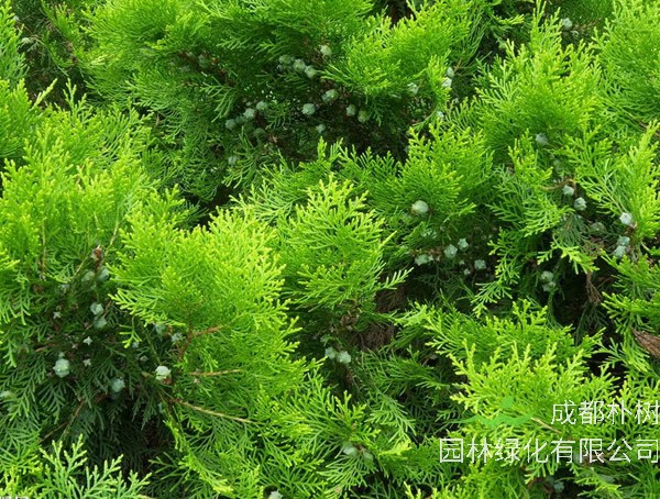 圆柏，侧柏，柏木，刺柏四种树种如何来区别？