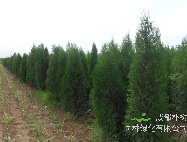 侧柏和柏木有何区别？