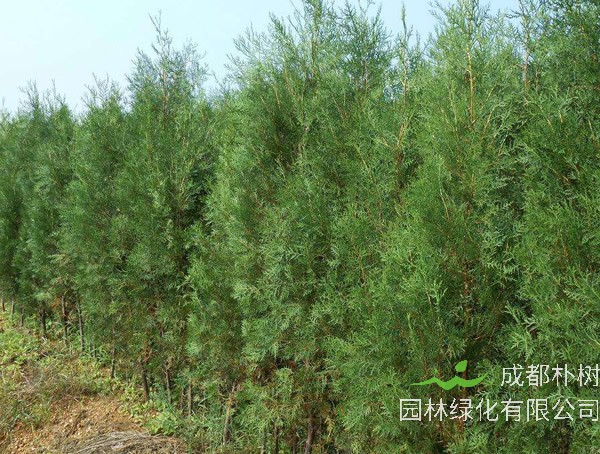 侧柏有哪些品种？