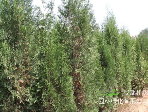 怎样区分侧柏和普通柏树？