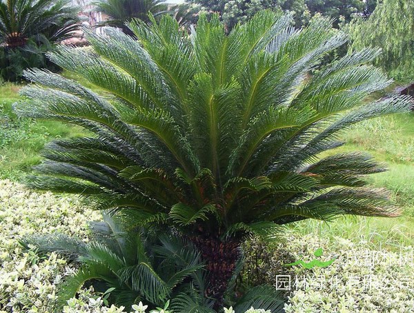 苏铁价格-图片-形态特征-生长习性-分布范围-主要价值以及植物文化