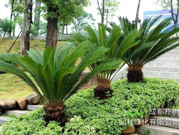 苏铁价格-图片-形态特征-生长习性-分布范围-主要价值以及植物文化