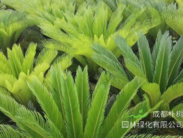 苏铁价格-图片-形态特征-生长习性-分布范围-主要价值以及植物文化