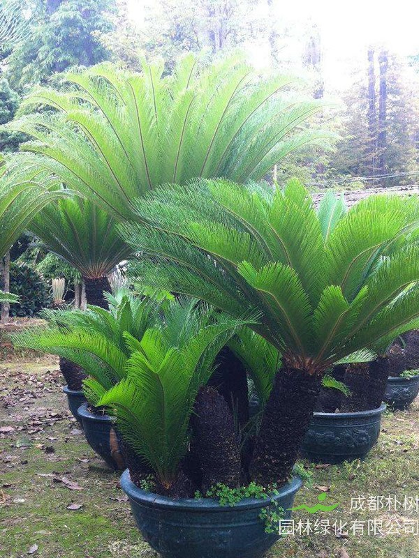 苏铁的繁殖方式、栽培方法、田间管理以及病虫防治介绍