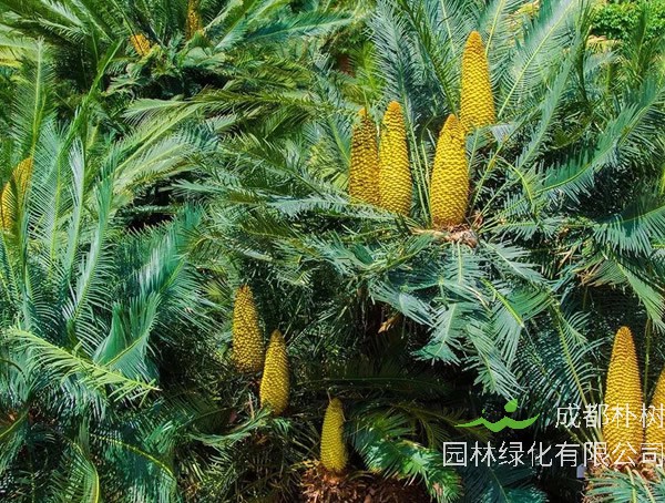 苏铁的生态习性，怎样种植和培育苏铁？