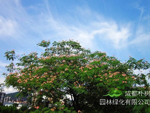 合欢树价格-图片-形态特征-生长习性-地理分布-主要价值以及植物文化