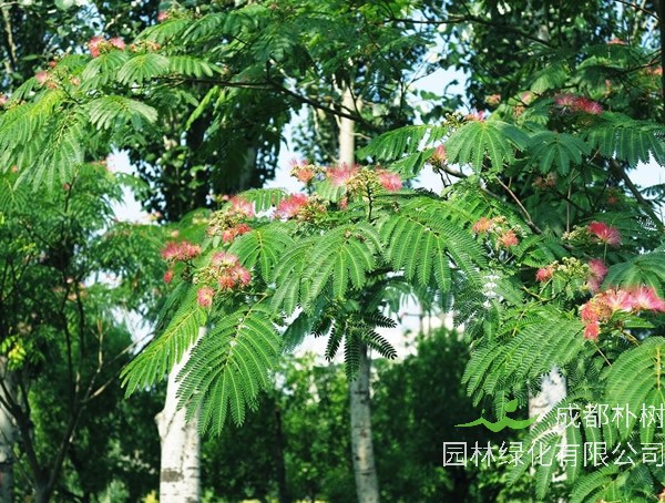 合欢树价格-图片-形态特征-生长习性-地理分布-主要价值以及植物文化
