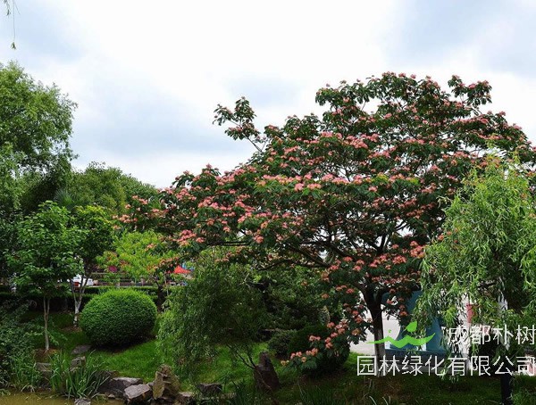 合欢树价格-图片-形态特征-生长习性-地理分布-主要价值以及植物文化