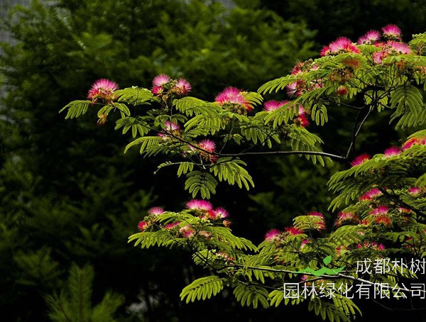 合欢树繁殖方法、栽培技术以及病害防治介绍