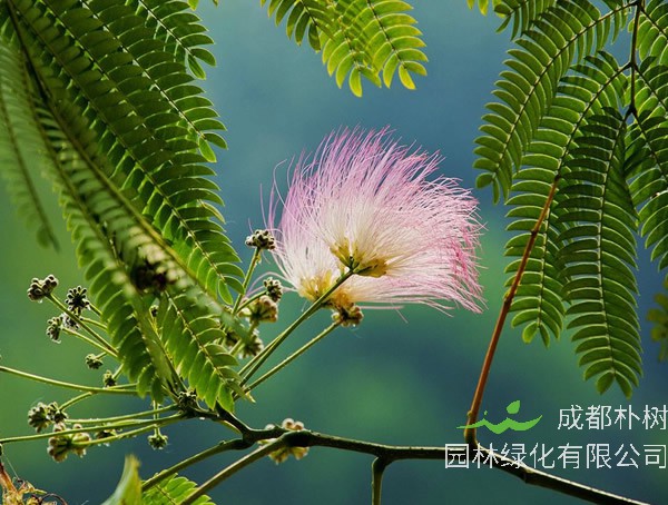 合欢树繁殖方法、栽培技术以及病害防治介绍