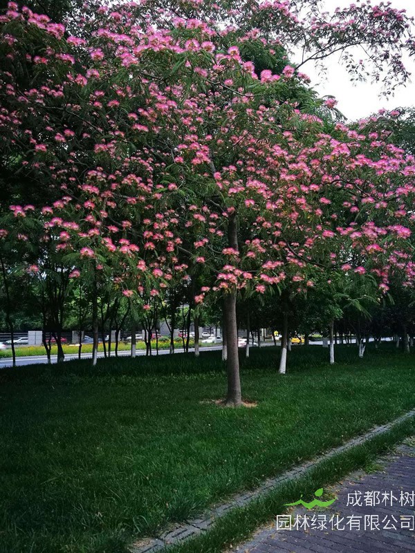 合欢树形态特征，合欢树可以造型么？