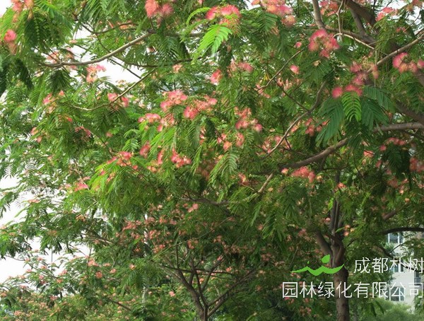 合欢树的生态习性有哪些？怎样种植和培育合欢树？