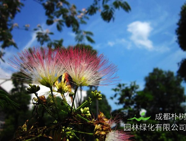 合欢树的经济价值，合欢树的功效与作用有哪些？