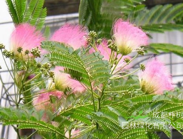 合欢树的植物文化，合欢树的花语是什么？