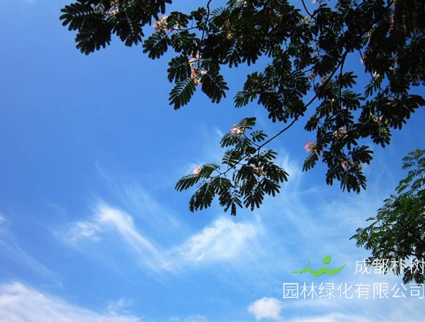 合欢树有什么特殊意义？