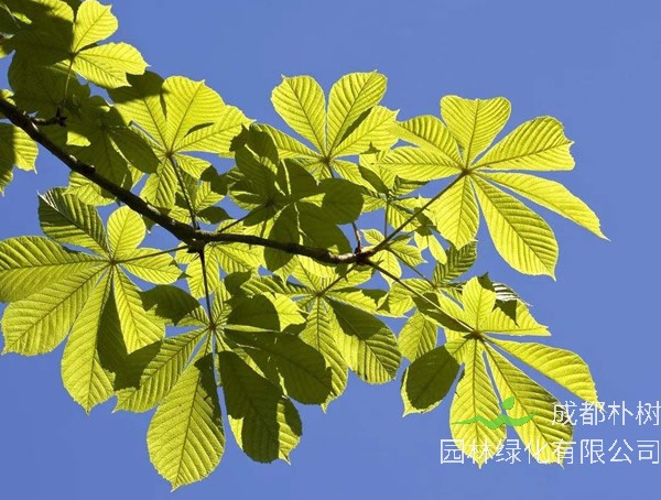 七叶树价格-图片-形态特征-主要变种-产地生境-生长习性以及主要价值