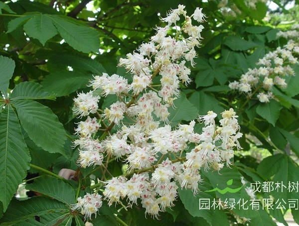 七叶树价格-图片-形态特征-主要变种-产地生境-生长习性以及主要价值