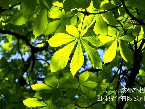 七叶树价格-图片-形态特征-主要变种-产地生境-生长习性以及主要价值